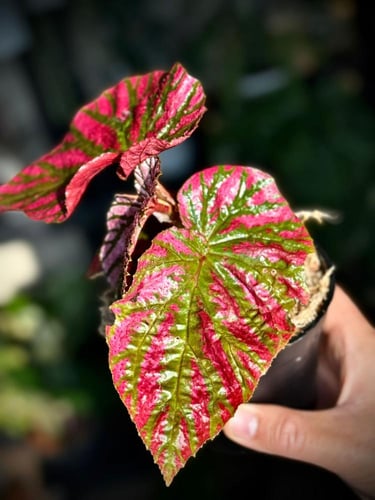 BEGONIA REX MIX VARIETIES
