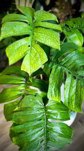 AMYDIUM MEDIUM SPIDER