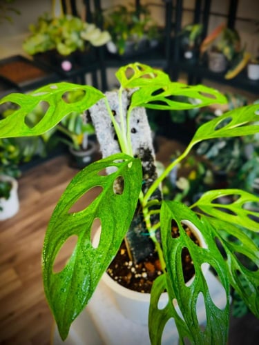 MONSTERA ADANSONII INDONESIA