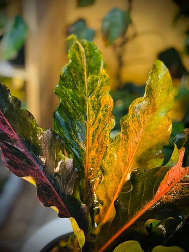 ANTHURIUM HOOKERI VARIEGATED