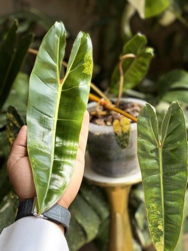 Philodendron Billietiae Variegata
