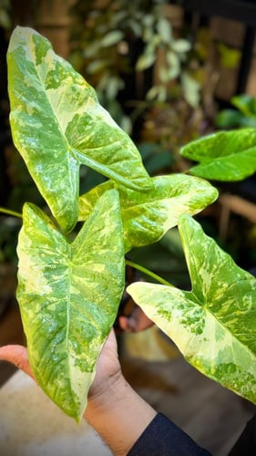 ALOCASIA ACUMINATA VARIEGATED