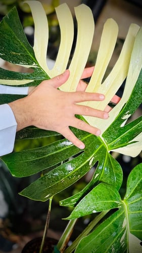 MONSTERA DELICIOSA MINT