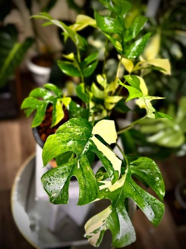 MONSTERA GINNY VARIEGATED