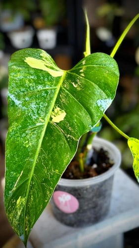 Philodendron Domesticum Variegated