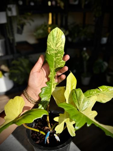 PHILODENDRON FLORIDA x MAYOI (NARROW FORM)