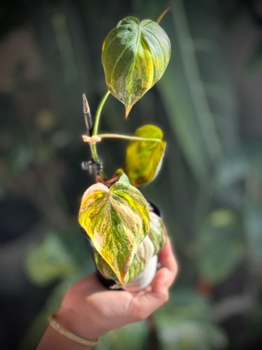 philodendron micans pink
