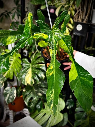 PHILODENDRON JOEPII Variegated