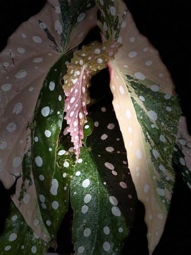 begonia maculata variegated
