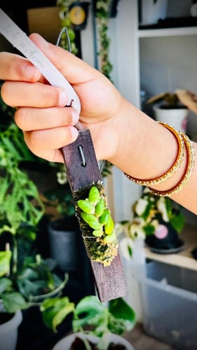 DENDROBIUM LICHENAST