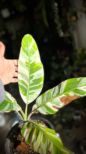 BANANA - MUSA FLORIDA VAR. BANANA