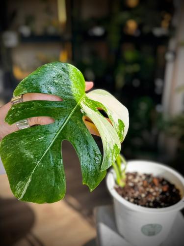 Monstera deliciosa albo fractid