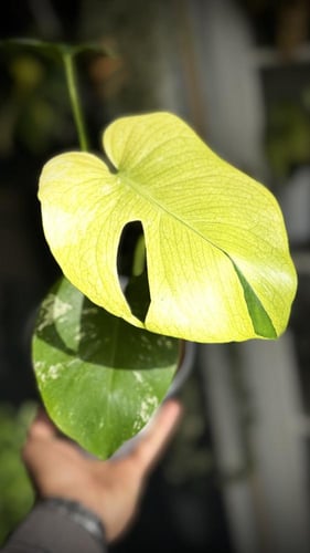 Monstera deliciosa White