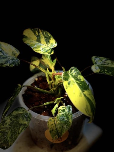 PHILODENDRON EMERALD QUEEN