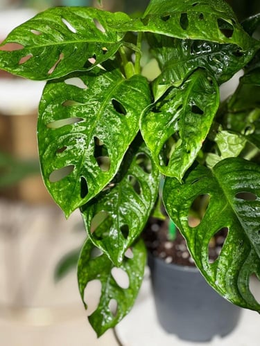 مونستيرا أدانسوني مينت (نعناع) Monstera Adonsoni M...