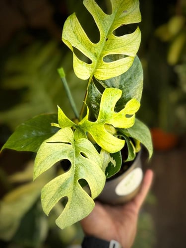 RHAPHIDOPHORA GINNY WHITE MONSTER