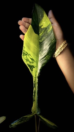 PHILODENDRON JOEPII Variegated