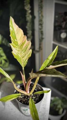 Philodendron Caramel Marble