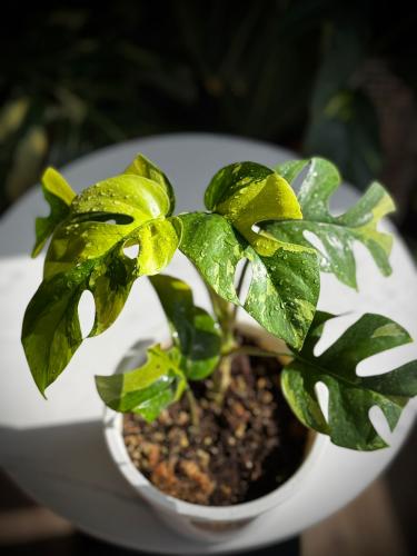MONSTERA GINNY VARIEGATED