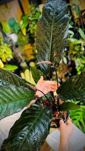 ANTHURIUM HOOKERI BLACK DRAGON