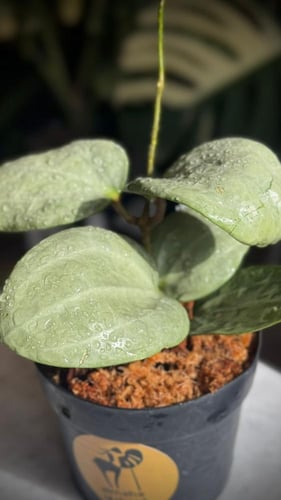 HOYA LATIFOLIA SILVER