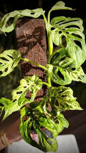 MONSTERA LANIATA MOTTLED Variegated