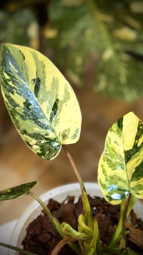 PHILODENDRON EMERALD QUEEN