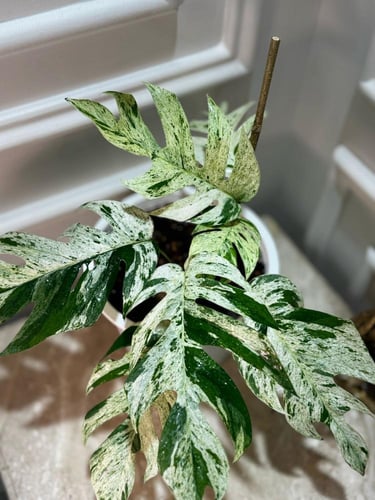 EPIPREMNUM PINNATUM MARBL