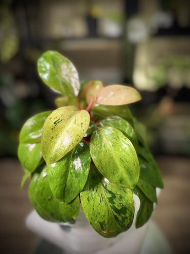 PHILODENDRON RED CONGO MARBLE DWARF