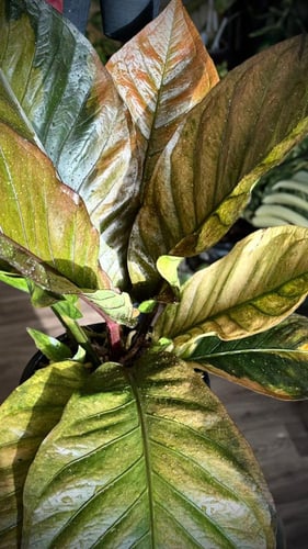 ANTHURIUM HOOKERI BIRDS NEST VARIEGATED