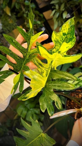 PHILODENDRON (FLORIDA x MAYOI) x MAYOI