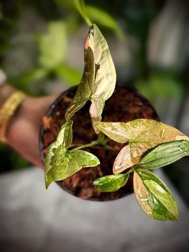 SYNGONIUM TRICOLOR CHOCOLATE