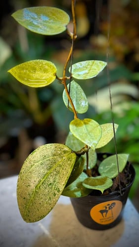 HOYA PARASITICA HEART LEAVES