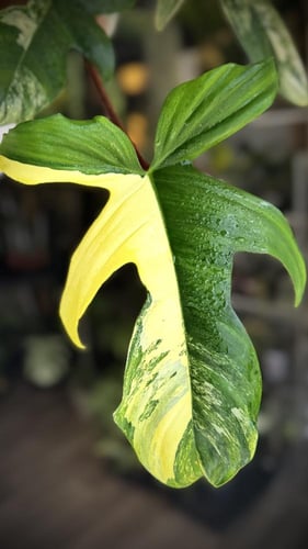 PHILODENDRON PEDATUM VARIEGATED