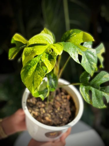 MONSTERA GINNY VARIEGATED