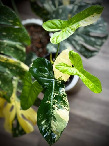 PHILODENDRON FLORIDA BEAUTY x BELLIETIAE