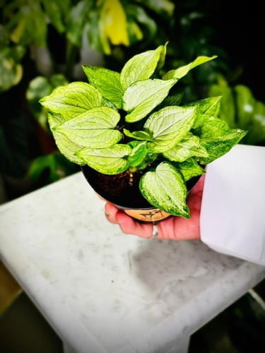 SYNGONIUM MOUSE EARS