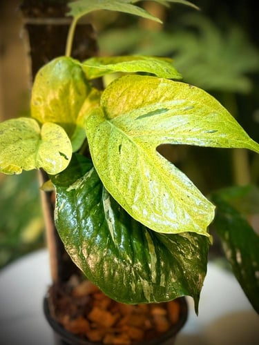 AMYDRIUM MEDIUM SPIDER