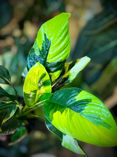 SPATHIPHYLLUM AUREA VARIEGATED (PEACE LILY)