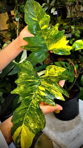 PHILODENDRON FLORIDA x MAYOI
