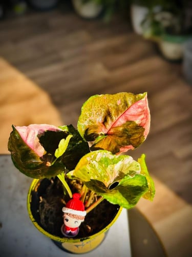 SYNGONIUM STRAWBERRY ICE