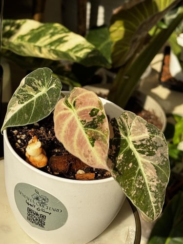 ALOCASIA BLACK VELVET F