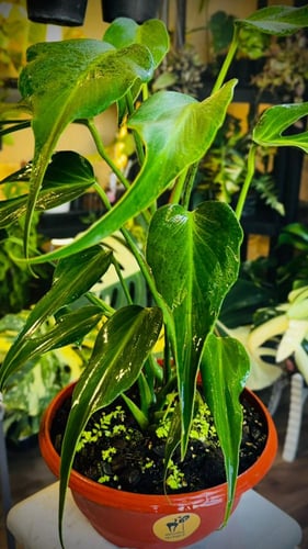 MONSTERA BURLE MARX FAME