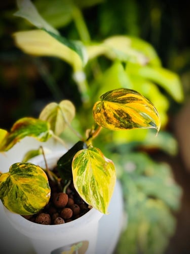 PHILODENDRON MICANS PINK Variegated