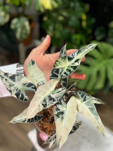 ALOCASIA BAMBINO PINK