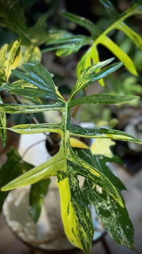 PHILODENDRON (FLORIDA x MAYOI) x MAYOI