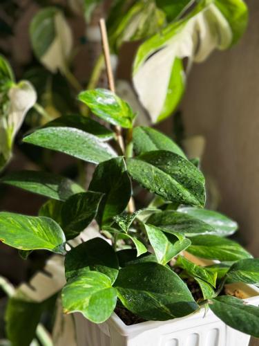 Rhaphidophora Crassifolia Variegated Plant