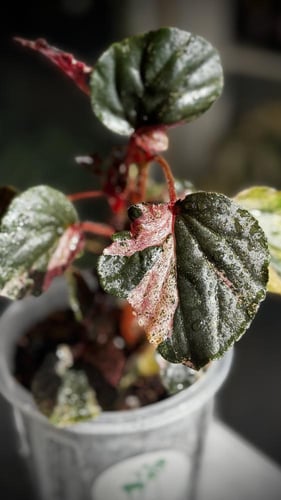 BEGONIA REX MIX VARIETIES