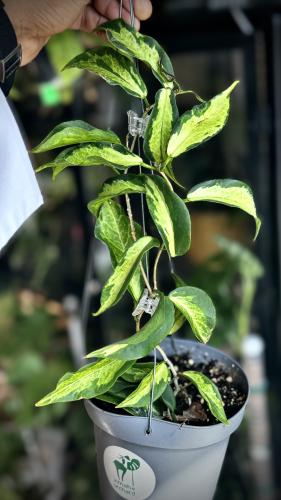 HOYA KENEJIANA ALBO