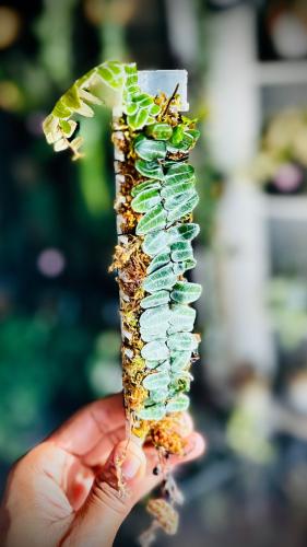 MARCGRAVIA UMBELLATA